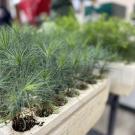 pine and redwood seedlings grow in containers inside