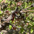 A gummy like substance drips on the branches of an almond tree near Fresno. The tree is infected with the pathogen Phytophthora syringae. The pathogen is usually found in tree roots but intense storms created the right conditions for the pathogen to "swim" up trunks. (Emily C. Dooley/UC Davis)