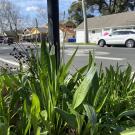 Ribwort plantain can be dormant for up to 177 years