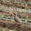 A quail walks among rows of kale seedlings