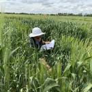 Man in white hat and blue shirt crouches among green wheat plants in a field. 