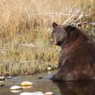 Bear sits in creek