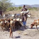 Woman in Tanzania walking with livestock