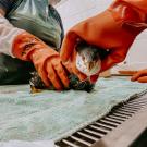 grebe covered in crude oil stares at camera while being treated by orange-gloved wildlife responders