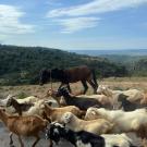 A mule with a herd of goats against a background of sky and mountains. 