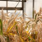 Greenhouse with wheat