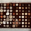 A grid of colored white, reddish and brown spots against a brown background. 
