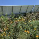 native flowering plants grow around and in the shade of a solar array
