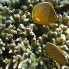 Underwater photo of two yellow butterflyfish with vertical stripes over branching coral
