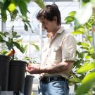 Jeffrey Groh in beige shirt tending potted avocado plants in a sunlit greenhouse