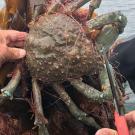 Live spider crab caught in gillnet cut free with scissors