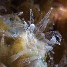 Microscopic coral A. poculata, white with tentacles extended