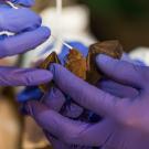 Close up of bat being sampled for viruses in purple gloved hand with swab