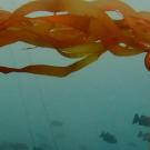 Bull kelp