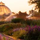Sunset-lit glass conservatory behind curved flowerbeds and sprinklers