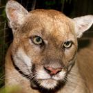 Mountain lion P-22 closeup of face