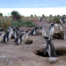 A group of Magellanic penguins gathered around their burrows on a rocky landscape.