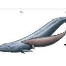 Artistic rendering of two whales against a white background. The blue whale in the background is larger. At right is a silhouette of a scuba diver to scale. 