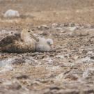 Petrel resting on rocky shore with small fluffy chick curled on its back