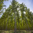 A stand of poplar trees seen from ground level looking up, against a blue sky