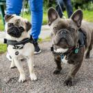 A pug and a french bulldog being walked on a leash