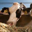 Two black and white cows feed outside under a blue sky