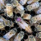 Honeybees clustered on wax honeycomb, one marked with a purple tag (photograph)