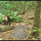 A black and white monkey on all fours holding a large nut or fruit against a background of tropical foliage. 