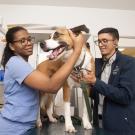 Two people check the health of a dog standing on a vet table in a clinic setting.