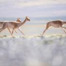 Three vicunas run on open plain