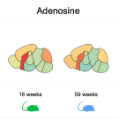 Four diagrams of mouse brains 