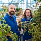 At left a bald man with a short beard and glasses, to right a woman with shoulder length red hair. Both are wearing dark blue lab coats. They are surrounded by tomato plants. 