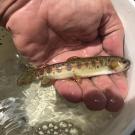 McCloud River Redband Trout, or O. mykiss calisulat, held in hand