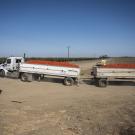 white truck hauling two open loads of bright red tomatoes leaves a field