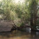 A tree stretches over a creek next to a large rock and dense green foliage.