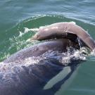 Killer whale pushes dolphin with its nose in water