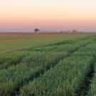 Green crop rows and a lone tree under pastel sunrise sky. Researchers at UC Davis found that the benefits of planting winter grain crops outweigh the benefits of leaving the land fallow, creating an option for California farmers facing the loss of groundwater. (Maya Shydlowski / UC Davis)