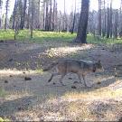 Sunlit pine forest floor with scattered pinecones and a gray wolf. The wolf was caught on a game camera in Northeastern California. (Tina Saitone / UC Davis)