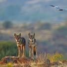 Two Indian wolves in grassland