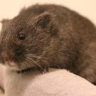 adult vole in hand of wildlife veterinarian