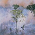 Amazon wildfire