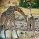 male giraffe performs flehmen behavior as female pees