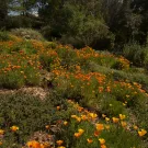 A vibrant landscape filled with blooming orange flowers among green foliage.