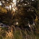 Park at dusk with tall grasses, sunlit trees, and a person sitting on a bench