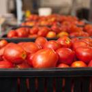 Bin of tomatoes