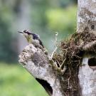 A black-cheeked woodpecker sits in tree with natural cavity in its trunk in Ecuador