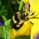 Black-tailed bumblebee on a yellow pansy