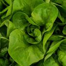 butter lettuce aquaculture