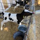 Black and white spotted Holstein calf feeds from a bottle of colostrum milk. UC Davis researchers have found that acidification of waste milk can kill H5N1, the virus that causes bird flu. (Richard Van Vleck Pereira/UC Davis)
