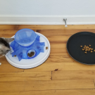 Cat at tray of food